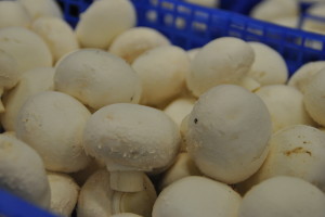 Wereldprimeur bij Koolen Champignons